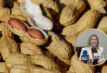 Abren convocatoria de programa de apoyo para productores de cacahuate 2025