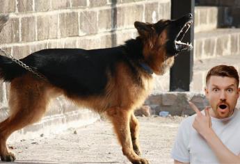 ¿Por qué te ladran los perros cuando vas por la calle? Esta es la razón que debes conocer