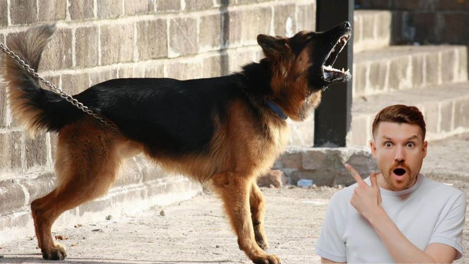 ¿Por qué te ladran los perros cuando vas por la calle? Esta es la razón que debes conocer ¿Por qué te ladran los perros cuando vas por la calle? Esta es la razón que debes conocer