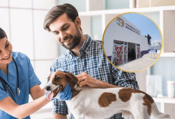 Clínicas del Bienestar Animal: ¿Qué son y en qué estados ya operan?