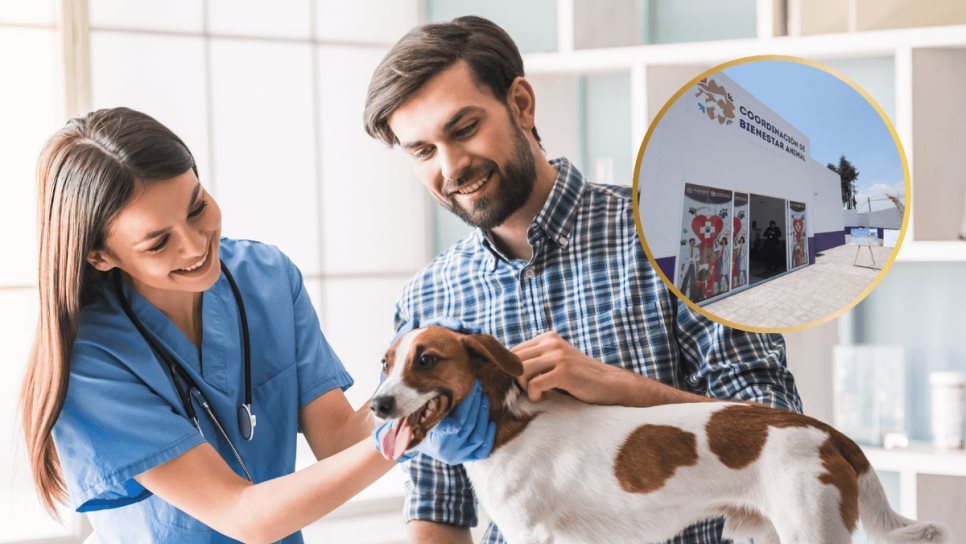Clínicas del Bienestar Animal: ¿Qué son y en qué estados ya operan? Clínicas del Bienestar Animal: ¿Qué son y en qué estados ya operan?
