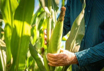 Productores de Sinaloa exigen complemento urgente al precio del maíz