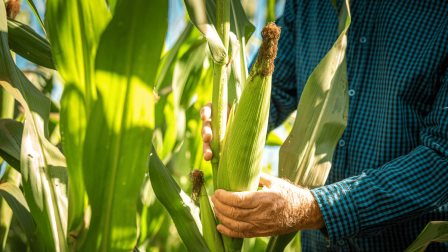 Productores de Sinaloa exigen complemento urgente al precio del maíz Productores de Sinaloa exigen complemento urgente al precio del maíz