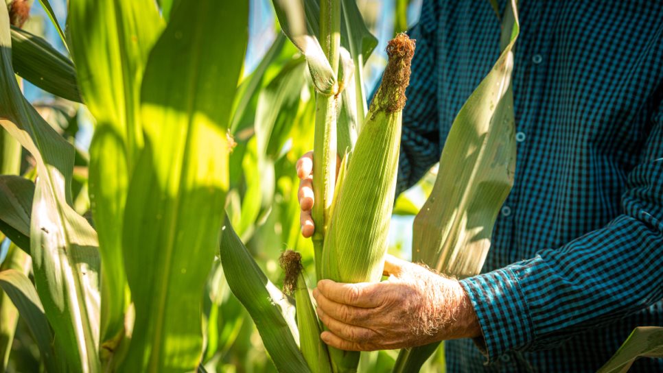 Productores de Sinaloa exigen complemento urgente al precio del maíz Productores de Sinaloa exigen complemento urgente al precio del maíz