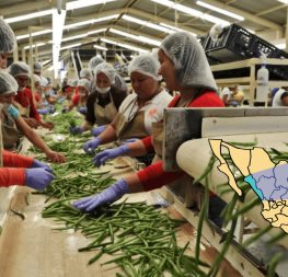 Sinaloa pierde 16 mil empleos por fin de ciclo agrícola Sinaloa pierde 16 mil empleos por fin de ciclo agrícola