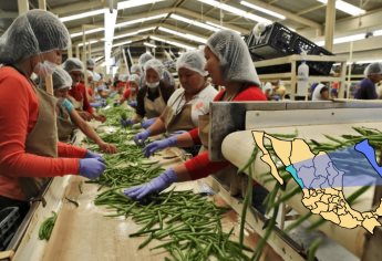 Sinaloa pierde 16 mil empleos por fin de ciclo agrícola