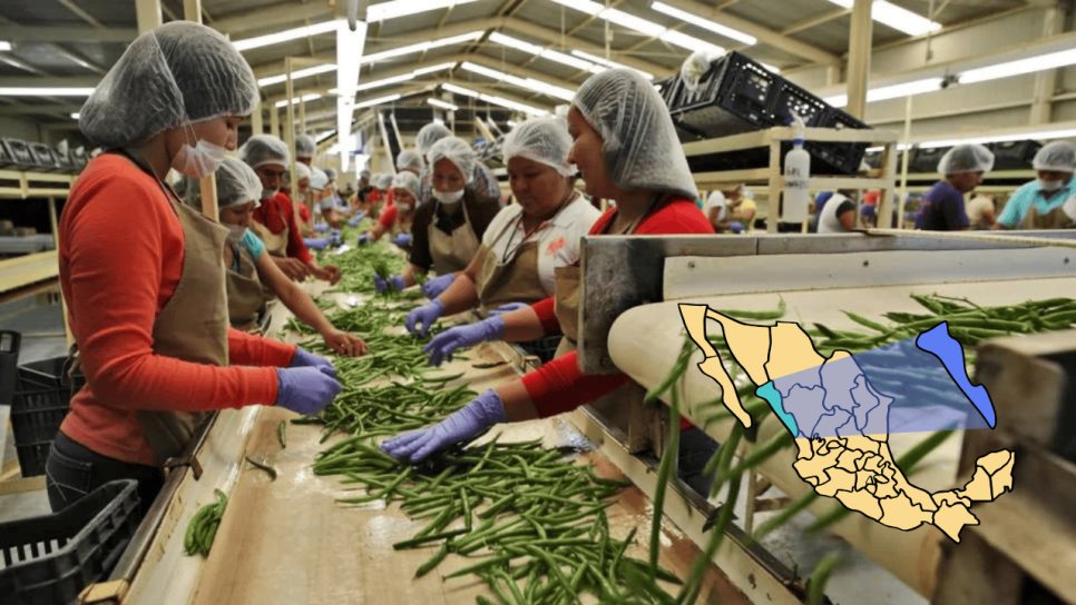 Sinaloa pierde 16 mil empleos por fin de ciclo agrícola Sinaloa pierde 16 mil empleos por fin de ciclo agrícola