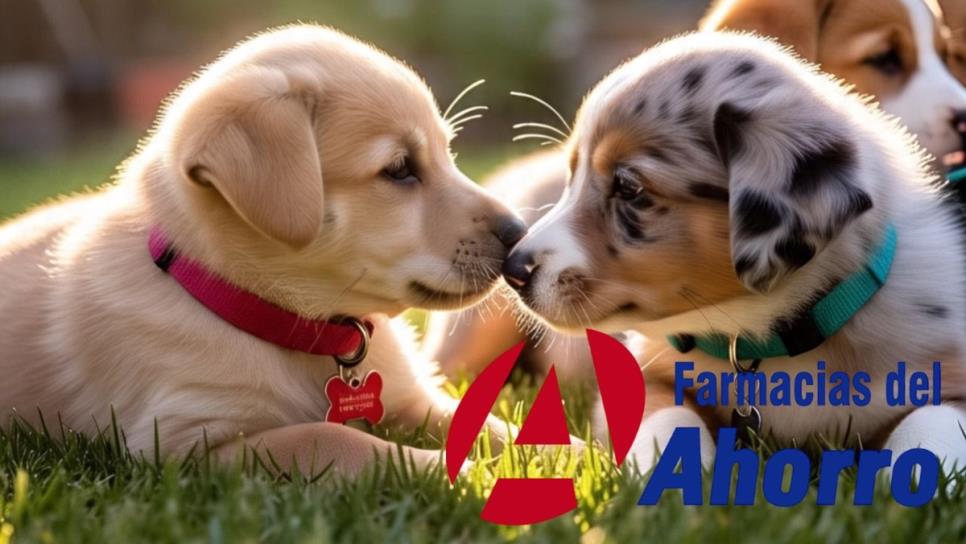"Mascotas del Ahorro": ¿Qué es y qué productos venderán? "Mascotas del Ahorro": ¿Qué es y qué productos venderán?