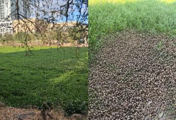 Lirio en Río Culiacán; ¿por qué es peligroso? Aquí te contamos
