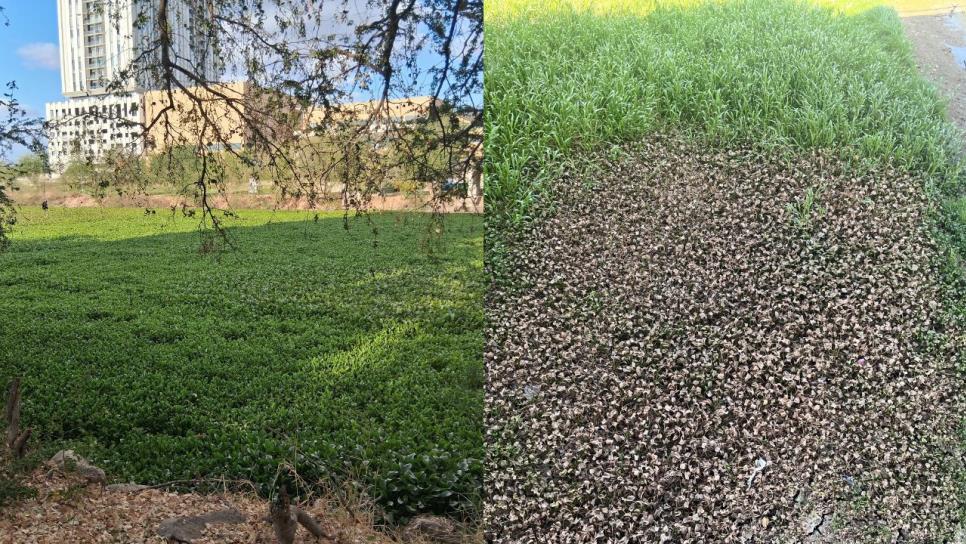 Lirio en Río Culiacán; ¿por qué es peligroso? Aquí te contamos Lirio en Río Culiacán; ¿por qué es peligroso? Aquí te contamos
