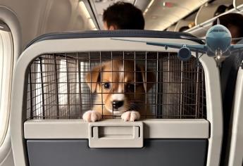 ¿Cuánto cuestan viajar con tu mascota en avión y qué aerolínea es la más cara?