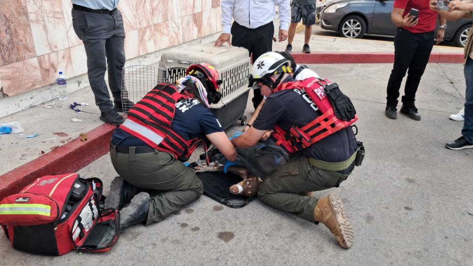 Sicarios atropellan a una perrita tras ejecutar a un hombre en Colinas de San Miguel, Culiacán Sicarios atropellan a una perrita tras ejecutar a un hombre en Colinas de San Miguel, Culiacán