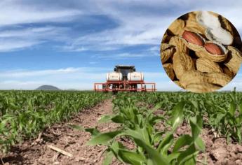 “Que el apoyo de semilla sea para todos”: productores de temporal en Sinaloa  exigen equidad
