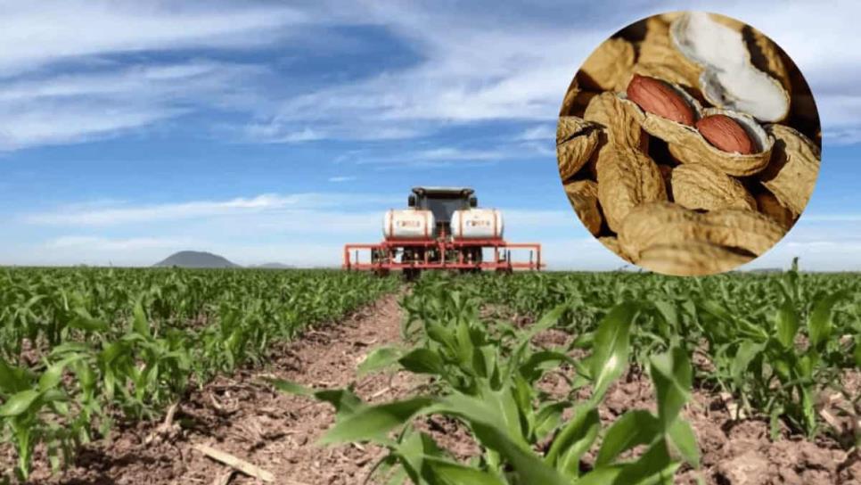 "Que el apoyo de semilla sea para todos": productores de temporal en Sinaloa exigen equidad "Que el apoyo de semilla sea para todos": productores de temporal en Sinaloa exigen equidad