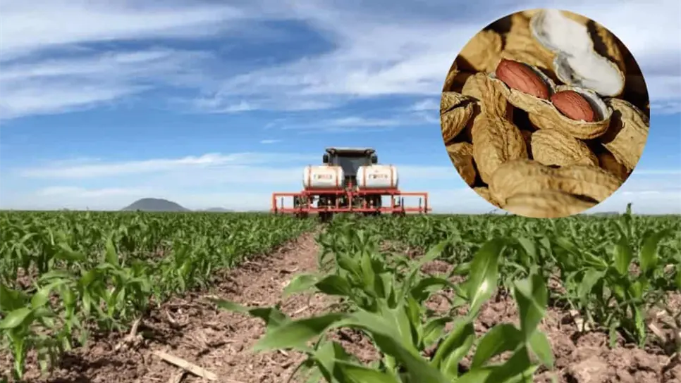 FOTO: “Que el apoyo de semilla sea para todos”: productores de temporal en Sinaloa exigen equidad