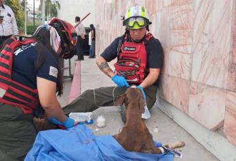 Es lamentable que los animalitos también sufran la delincuencia: Activista