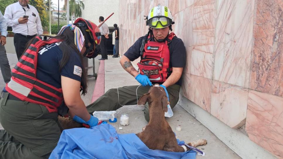 Es lamentable que los animalitos también sufran la delincuencia: Activista Es lamentable que los animalitos también sufran la delincuencia: Activista