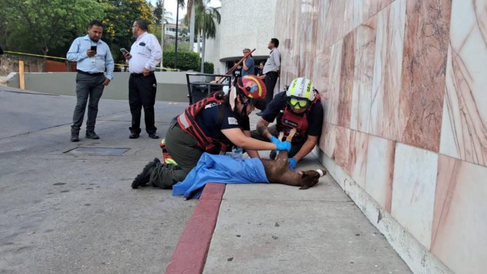 Reportan grave a perrita atropellada por sicarios en atentado en Colinas de San Miguel, Culiacán Reportan grave a perrita atropellada por sicarios en atentado en Colinas de San Miguel, Culiacán