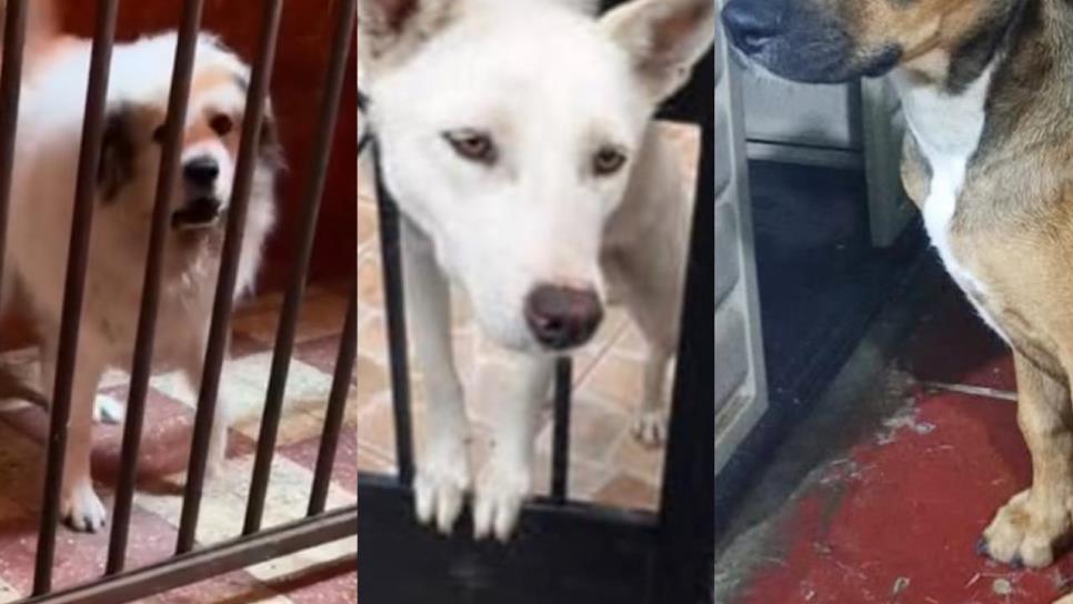 Buscan multar a dueños de perros que no dejen de ladrar y causen ruido excesivo Buscan multar a dueños de perros que no dejen de ladrar y causen ruido excesivo