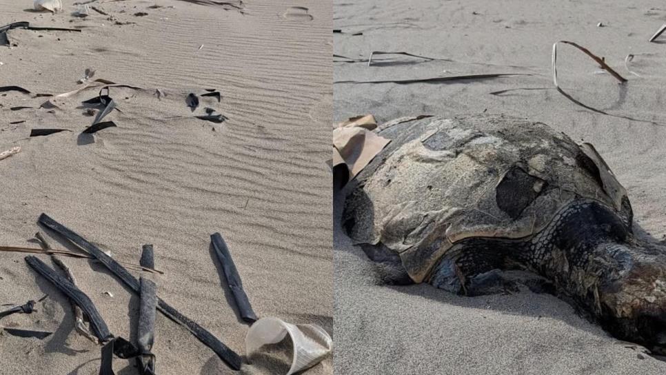 Playas vírgenes del Caimanero se convierten en un basurero y cementerio de tortugas en El Rosario Playas vírgenes del Caimanero se convierten en un basurero y cementerio de tortugas en El Rosario