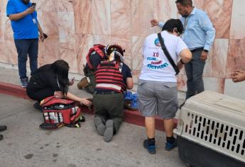 Ángeles vestidos de paramédicos buscan salvar la vida de perrita atropellada en atentado a balazos