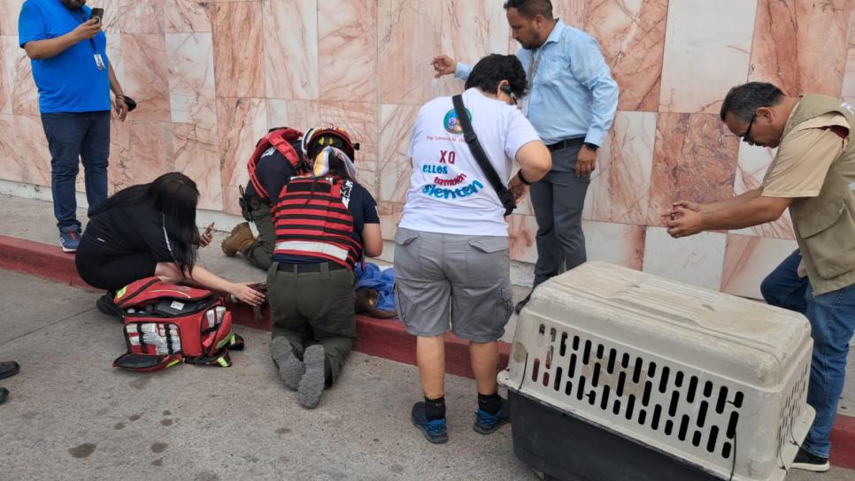 Ángeles vestidos de paramédicos buscan salvar la vida de perrita atropellada en atentado a balazos Ángeles vestidos de paramédicos buscan salvar la vida de perrita atropellada en atentado a balazos