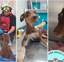 Así continúa el estado de salud de Esperanza, perrita herida en Balacera en Culiacán | VIDEO Así continúa el estado de salud de Esperanza, perrita herida en Balacera en Culiacán | VIDEO