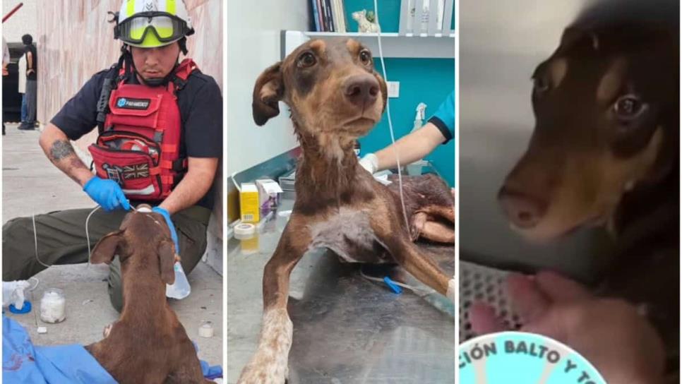 Así continúa el estado de salud de Esperanza, perrita herida en Balacera en Culiacán | VIDEO Así continúa el estado de salud de Esperanza, perrita herida en Balacera en Culiacán | VIDEO