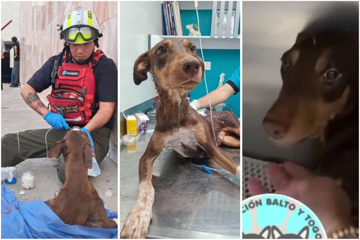 Así continúa el estado de salud de Esperanza, perrita herida en Balacera en Culiacán | VIDEO