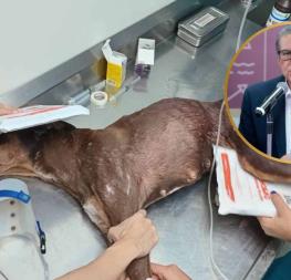 Reportan estable a Esperanza, perrita herida en balacera en Colinas de San Miguel, Culiacán Reportan estable a Esperanza, perrita herida en balacera en Colinas de San Miguel, Culiacán