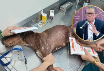 Reportan estable a Esperanza, perrita herida en balacera en Colinas de San Miguel, Culiacán