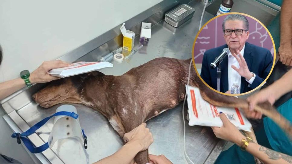 Reportan estable a Esperanza, perrita herida en balacera en Colinas de San Miguel, Culiacán Reportan estable a Esperanza, perrita herida en balacera en Colinas de San Miguel, Culiacán