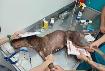 Piden apoyo para Esperanza, perrita herida en balacera en Colinas de San Miguel, Culiacán