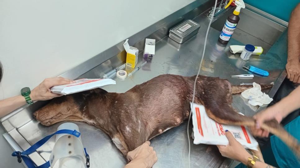Piden apoyo para Esperanza, perrita herida en balacera en Colinas de San Miguel, Culiacán Piden apoyo para Esperanza, perrita herida en balacera en Colinas de San Miguel, Culiacán