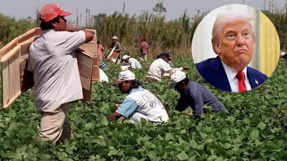 Trump anuncia cambios migratorios: trabajadores del campo y hoteles podrían no ser deportados