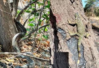 Serpientes, linces y armadillos; biólogos protegen a estas y otras especies en el Megamalecón de Culiacán