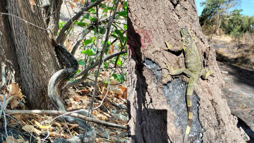 Serpientes, linces y armadillos; biólogos protegen a estas y otras especies en el Megamalecón de Culiacán Serpientes, linces y armadillos; biólogos protegen a estas y otras especies en el Megamalecón de Culiacán