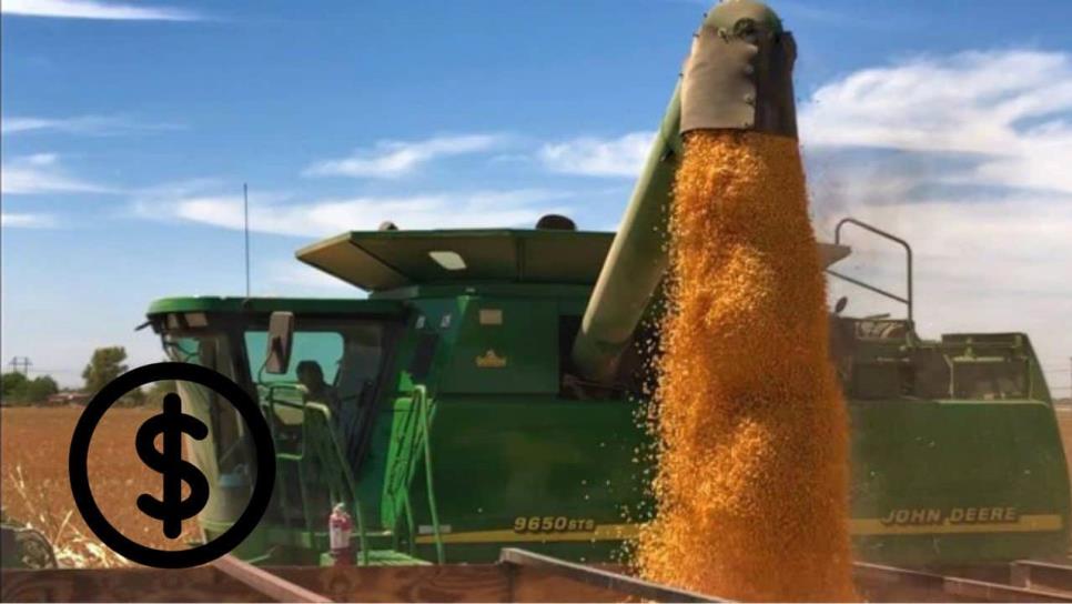 Productores de Sinaloa piden apoyo de mil pesos al precio del maíz Productores de Sinaloa piden apoyo de mil pesos al precio del maíz