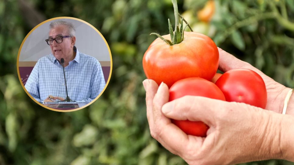Rocha Moya: Arancel al tomate mexicano sigue en discusión Rocha Moya: Arancel al tomate mexicano sigue en discusión