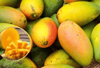 Mangos de Sinaloa: Conoce qué variedades hay y cuál es el más sabroso