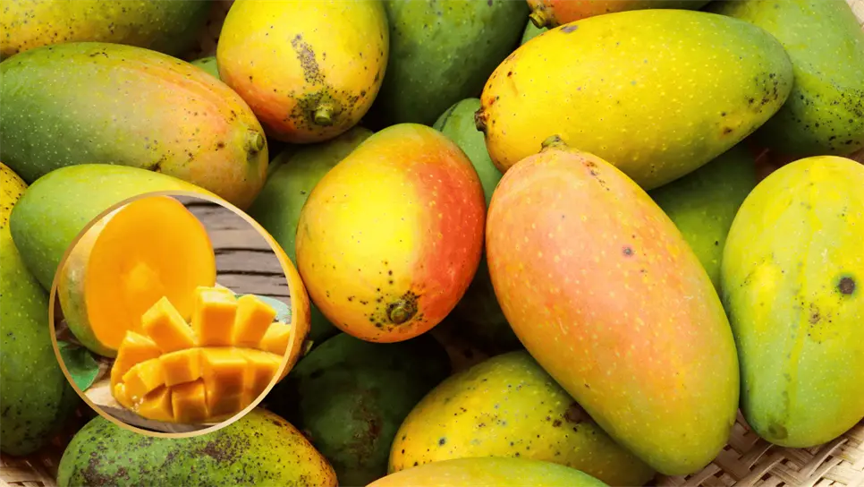 FOTO: Los mejores mangos producidos en Sinaloa.
