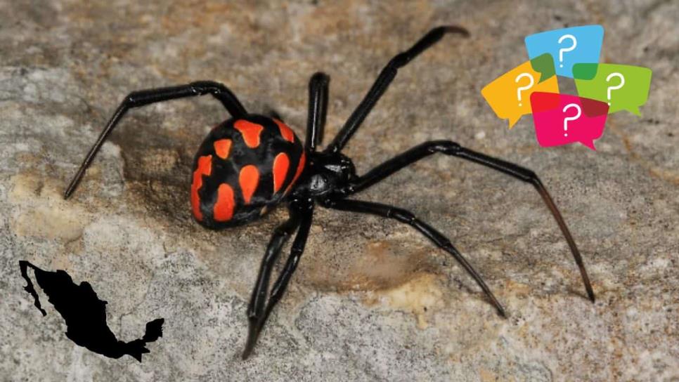 Araña Viuda Negra: ¿Cuándo inicia su temporada y en qué estados de México anida? Araña Viuda Negra: ¿Cuándo inicia su temporada y en qué estados de México anida?