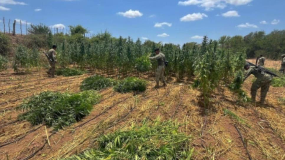 Elementos militares aseguran un plantío de marihuana en Culiacán Elementos militares aseguran un plantío de marihuana en Culiacán