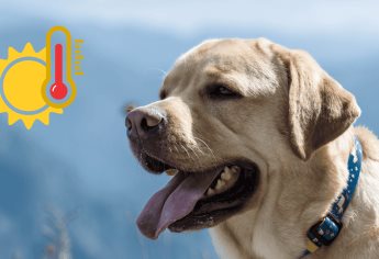 ¿Mucho calor? Así puedes evitar golpes de calor en tus mascotas este verano