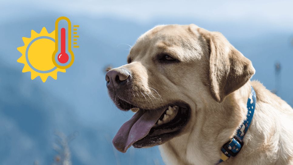 ¿Mucho calor? Así puedes evitar golpes de calor en tus mascotas este verano ¿Mucho calor? Así puedes evitar golpes de calor en tus mascotas este verano