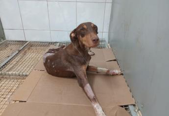 Esperanza, la perrita baleada en enfrentamiento en Culiacán, no podrá caminar, usará silla de ruedas