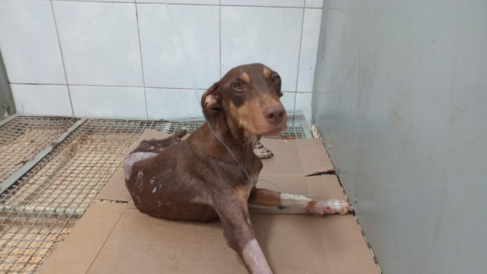 Esperanza, la perrita baleada en enfrentamiento en Culiacán, no podrá caminar, usará silla de ruedas Esperanza, la perrita baleada en enfrentamiento en Culiacán, no podrá caminar, usará silla de ruedas