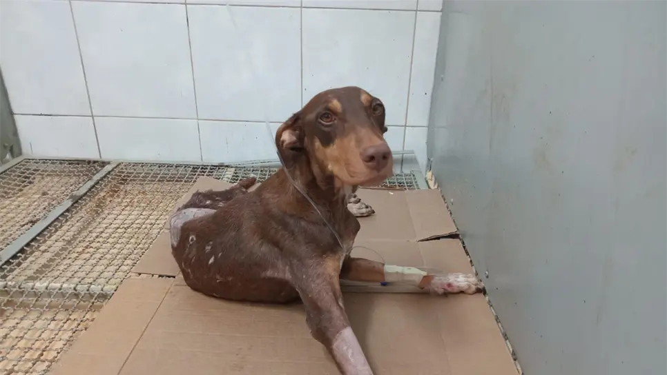 Esperanza ya se encuentra mejor. (FOTO: Nicole Rodríguez).