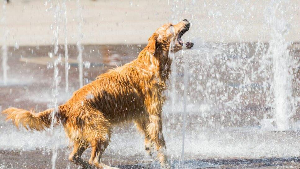 ¿Cómo proteger a tus mascotas del calor? ¿Cómo proteger a tus mascotas del calor?