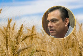 Desabasto de trigo en Sinaloa y Sonora pone en alerta a la industria molinera en México